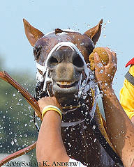 ahhhhhh-by-rock-and-racehorses3