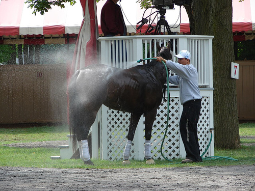 Horse gets a bath in saddling area at Saratoga.