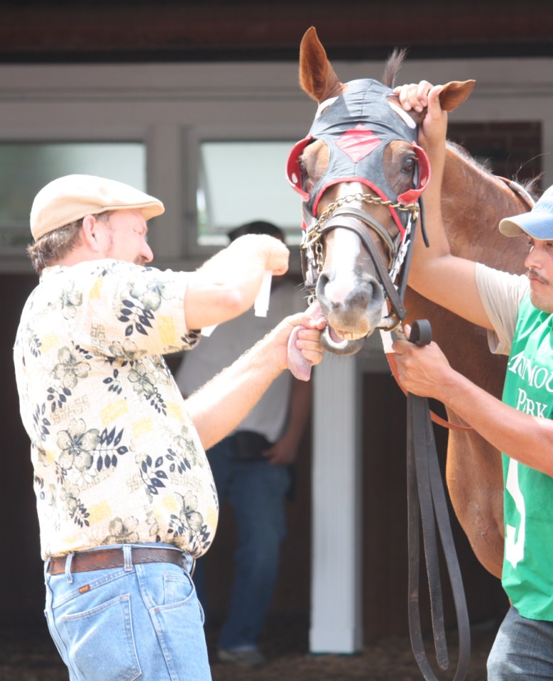 A handler ties the tongue of #5 Jay's Wish before the second race at Monmouth Park on Aug. 22.